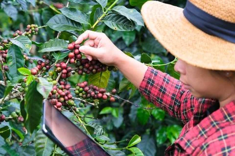 Modern Asian farmer using digital tablet and checking ripe coffee beans. Foto stock
