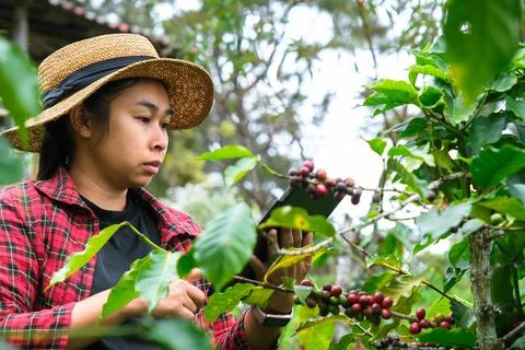 Modern Asian farmer using digital tablet and checking ripe coffee beans. Fotos de archivo