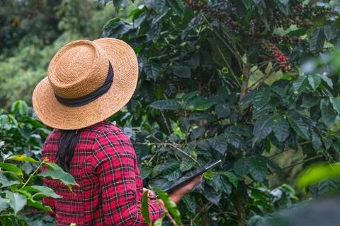 Modern Asian farmer using digital tablet and checking ripe coffee beans. Stock Photos