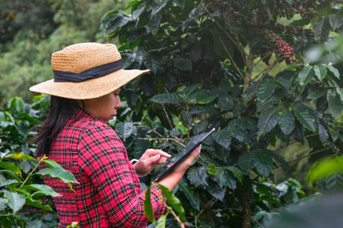 Modern Asian farmer using digital tablet and checking ripe coffee beans. 写真素材