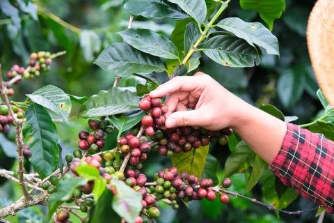 Modern Asian farmer using digital tablet and checking ripe coffee beans. Fotos de archivo