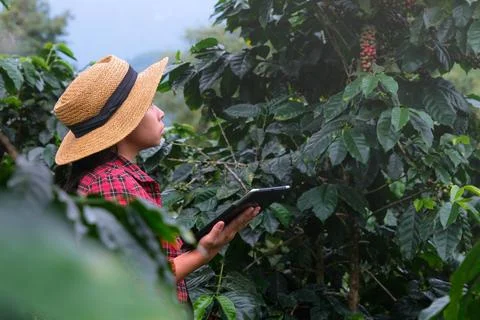 Modern Asian farmer using digital tablet and checking ripe coffee beans. 写真素材