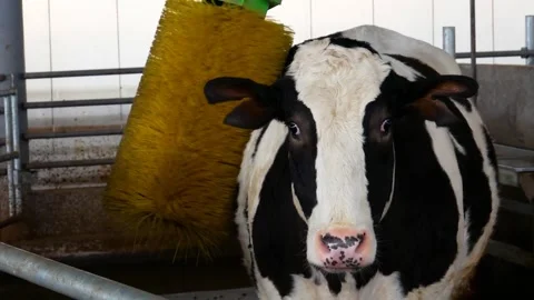 Modern barn. Cow farm. Stock Footage 262457199