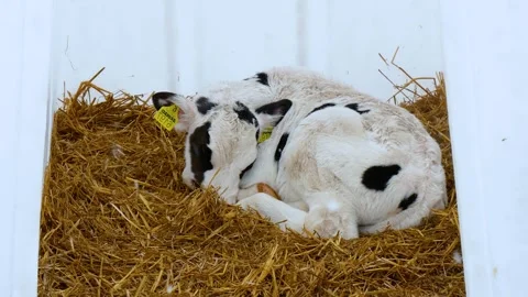 Modern barn. Cow farm. Stock Footage 262457248