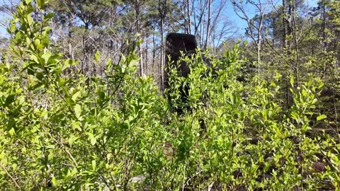 Modern black canopy bridges through a sunlit spring forest. Stock Footage 345616285
