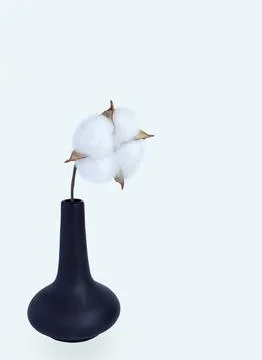 Modern black ceramic vase with soft cotton flower on light background. Stock Photos