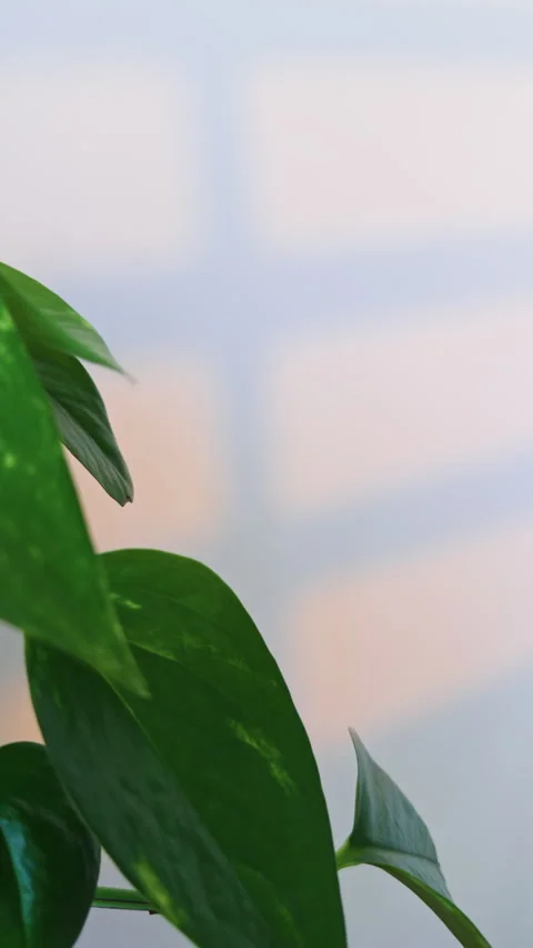 Modern Botanical Copy Space Background with Indoor Green Plants 库存影片 340636776