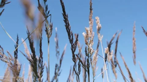 Modern Brown Grass at Wind Background. Architectural Background. Grass Blowing Видео 138442091