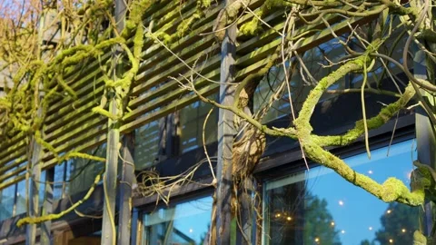 A modern building covered by roots close up. Steadicam gimbal shot. Stock Footage 152439353