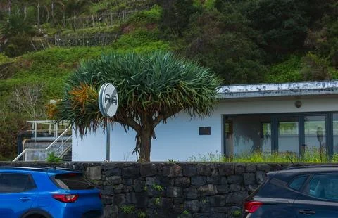 Modern building, dragon tree, basalt wall, and cars in Madeira Foto stock