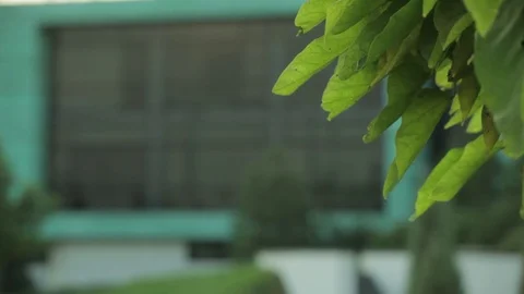 Modern building entrance summer, close up Stock Footage 75983653