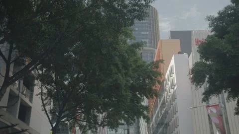 Modern Buildings and Tree Canopy in Central Sydney New South Wales Australia Stock Footage 341688924