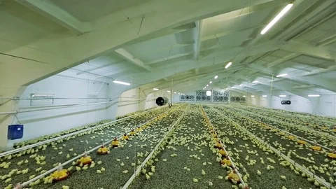 Modern chicken farm Stock Footage 79891343