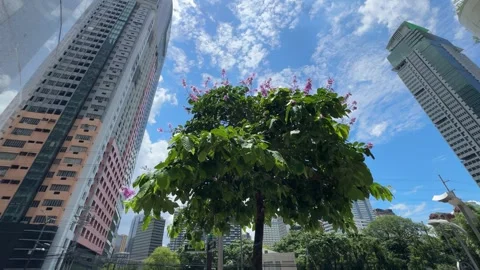 Modern Cityscape with Lush Green Trees in Mandaluyong 4k 60fps Stock Footage 338278517