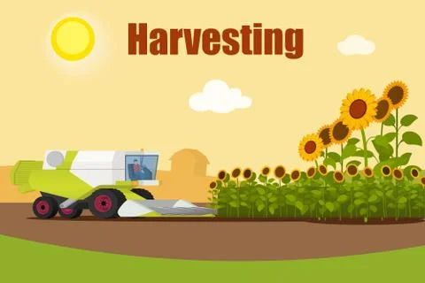Modern combine harvester tractor working a sunflowers field. Agriculture Stock Illustration