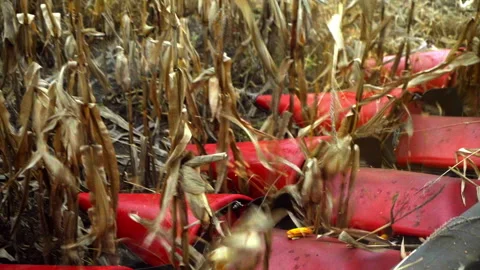 Modern Corn Harvester Header in Action Stock Footage 305395776