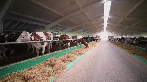 Modern dairy barn with rows of cows feeding on silage, spacious and clean Stock Footage 293082508