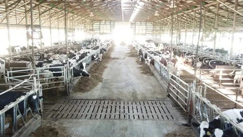Modern dairy facility, high moving shot down center of barn 2. Stock-Footage 92082885