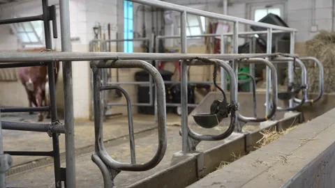 Modern dairy farm barn interior with metal stanchions and feeding troughs 库存影片 340332956