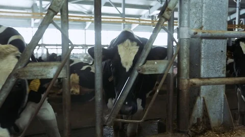 Modern dairy farm. Cows stand in pens and eat hay. Video stock 101771192