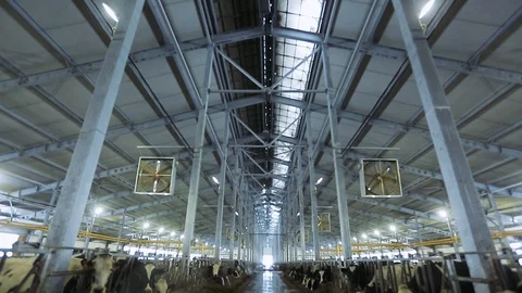 Modern dairy farm. Cows stand in pens and eat hay. Video stock 101771659