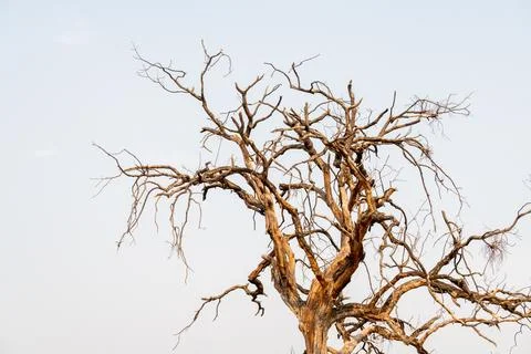 Modern Dead Tree Branches and Stark Nature Stock Photograph Stock Photos