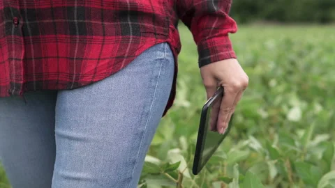 Modern digital technologies. Farmer with a tablet in a green bean field. Stock Footage 209855544