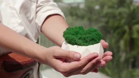 Modern eco clean decor reindeermoss lichen. Video stock 180323001