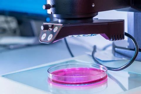 A modern electronic microscope for examing samples in Petri dish in the Stock Photos
