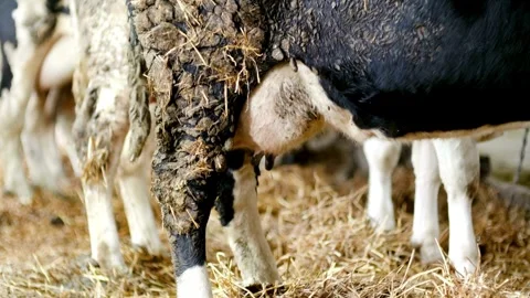 Modern farm barn with milking cows eating hay,Cows feeding on dairy farm, Video stock 334655344
