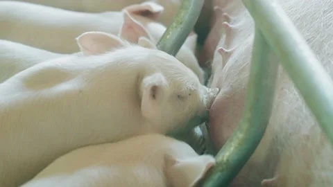 Modern farm with pigs and piglets. Stock Footage 219763435