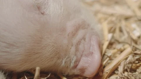 Modern farm with pigs and piglets. Stock Footage 219856132