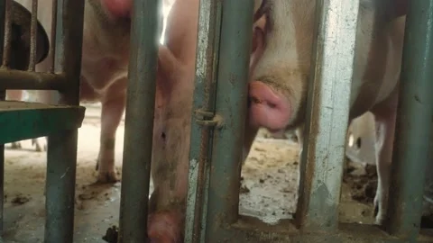Modern farm with pigs and piglets. Vidéo 219856152