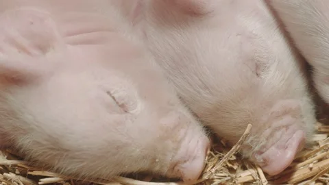 Modern farm with pigs and piglets. Stock Footage 219945705