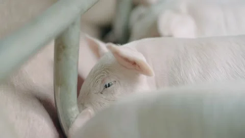 Modern farm with pigs and piglets. Stock Footage 220063932