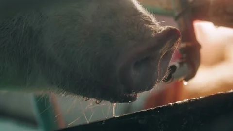 Modern farm with pigs and piglets. Stock Footage 220109837