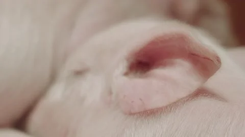 Modern farm with pigs and piglets. Stock Footage 220618110