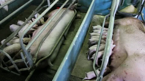 Modern farm, sows and piglets 库存影片 24667047