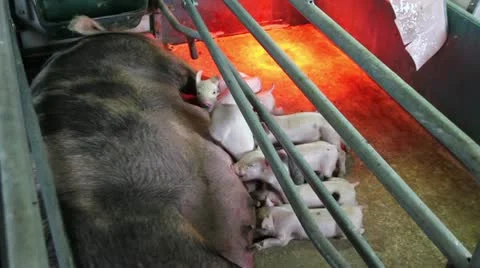Modern farm, sows and piglets Stock Footage 24669197