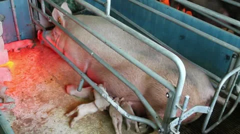 Modern farm, sows and piglets Stock Footage 24670053