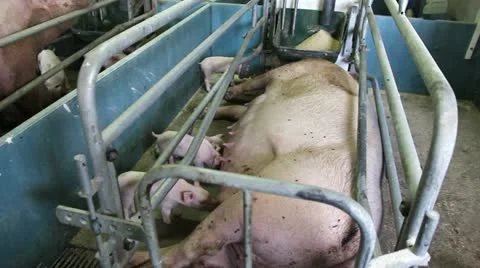 Modern farm, sows and piglets 库存影片 24671139