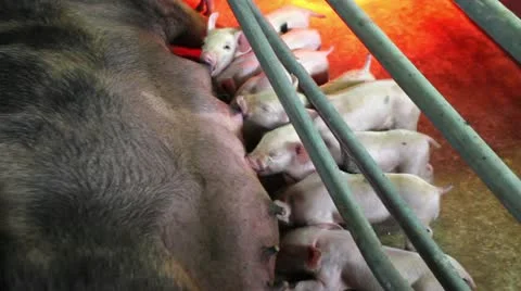 Modern farm, sows and piglets 库存影片 24671466