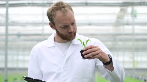 Modern farm view of man using tablet and checking green vegetables in light Stock Footage 143656099