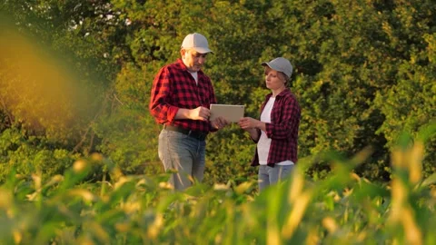 Modern farmer agronomist team analyzing use tablet innovation technology at corn Stock Footage 274060802