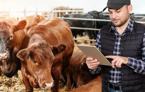 Modern farmer using digital tablet on his livestock farm. Artificial intelligenc Stock Photos