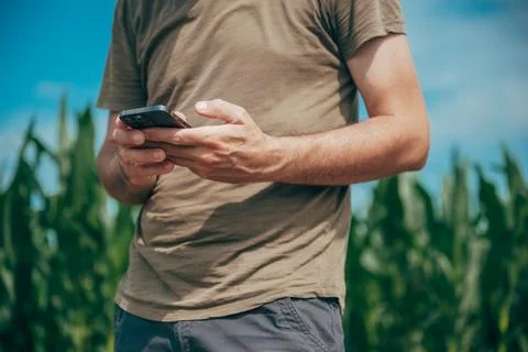 Modern farmer using a mobile application to manage maize cultivation during.. Stock Photos