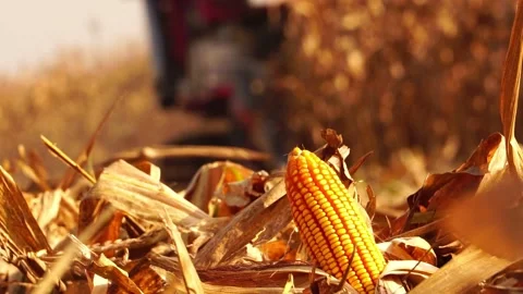 Modern farmers need a convenient corn harvester Stock Footage 144650066