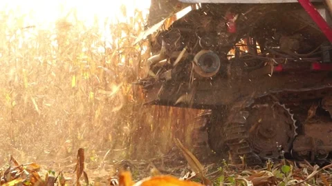 Modern farmers need a convenient corn harvester 스톡 동영상 144650153