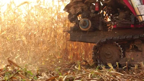 Modern farmers need a convenient corn harvester Stock Footage 144650208
