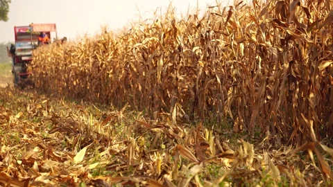 Modern farmers need a convenient corn harvester Stock Footage 152613428